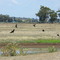 Glossy Ibis flight sequence framed