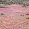 Wild flower patch at Lake Grace