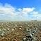 Pumpkins as far as the eye can see, 32768 of them; Cressy.......362