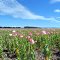 One of the more colourful varieties of poppies grown in the Northern Midlands, Woolmer's Lane.......398