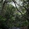 Forest on Mount Gower