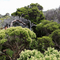 Vegetation on eastern side of Mount Lidgbird