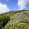 Vegetation at Clear Place