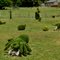 Topiary Spider