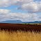 Tasmanian coutryside