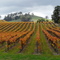 Winery, Yarra Glen