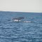 Humpback Whale at Lindeman Island