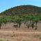 Mullaley Mountain - a Tertiary volcanic vent