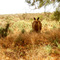 Kangaroo - Lake Mungo National Park, NSW