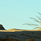Mungo National Park Grasses 23Oct06 0031