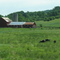 Cows in the field off 165