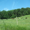 Cows in a line off 166