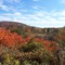 Fall foliage