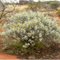 yellow wild flower on the side of the Landor-Mt Augusts Rd, Western Australia