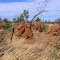 Halls Creek to Fitzroy Crossing, WA - Termite mounds here look like melting dollops of chocolate icecream....even with a cherry on top!