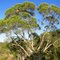 Billowing crown of Melaleuca foliolosa, a tea-tree species of localised distribution