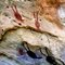 Ancient Paintings of Bats