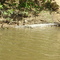 3.5 Metre estuarine croc on Normanby river