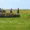 Amish at work on Old Tucker Farm