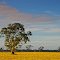 Open Woodland, Konetta-Naracoorte Road, Lucindale, 12 January 2012