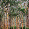 Karri Forest, Boranup