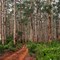 Karri Forrest Track - Point Road