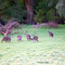 Roo`s .. Margaret River.