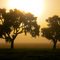 Misty morning silhouette