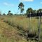 Dingo Barrier Fence .  Jimbour East.  Qld