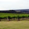 Barossa Valley