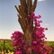 A Stump in engolved with bloom - Barrossa Valley