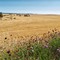 Barrossa Valley Country Fields