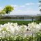 Fiori....Flowers....