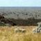 The Nullarbor