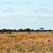 The Nullarbor