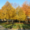 Late Autumn, Highland Heights, Cleveland, OH