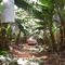 Banana Plantation