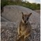 Sweet wallaby