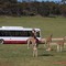 Monarto Zoo