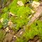 Moss on a log