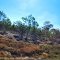 Outback Scenery near Dotswood