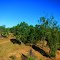 Countryside West of Townsville