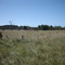 unused road reserve, looking east towards Belt Range