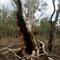 aussie bush near mudgee