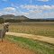 Robert Stein's Vineyards,Budgee Budgee NSW