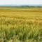 Wheat Field Along N. Evans Road