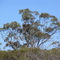 Eagles Nest