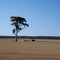 One tree plain