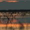 Menindee Lake at Dawn *** New South Wales