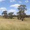 Summer in Woodlands